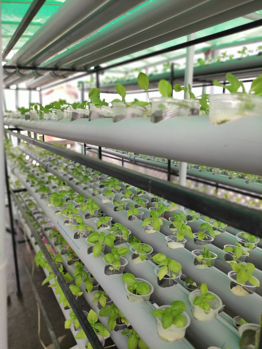 Hydroponics system with 600 pots image