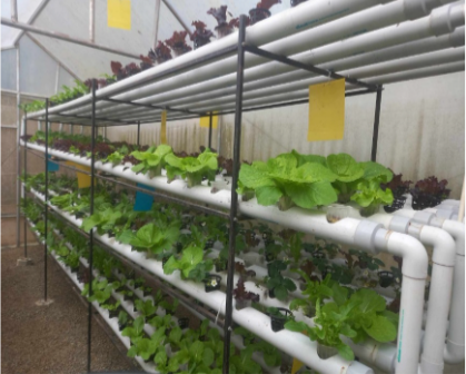 Installation of HP-720 Hydroponics System at ICIMOD Knowledge Park image
